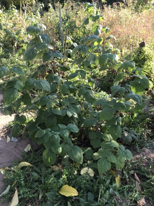 Срочно! Элитные сорта виноград.