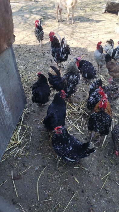 Gaini și Cocoși pitice de dat