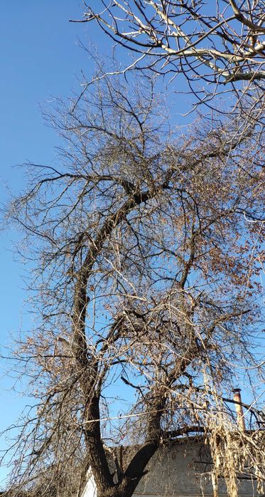 Дерево сухое абрикос. Утин (o'tin)