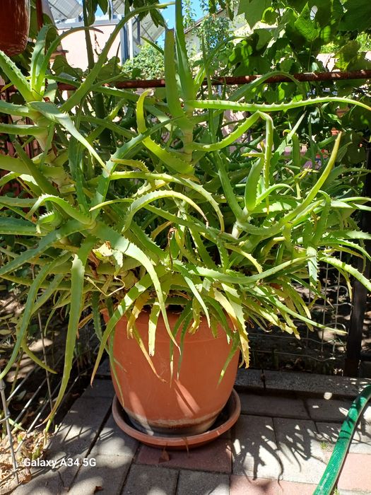ALOE VERA,planta medicinala