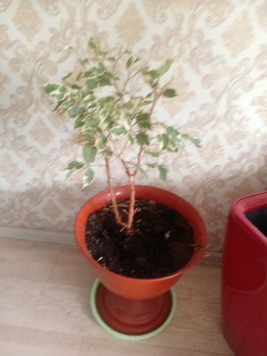 Продам цветы  цены 55000