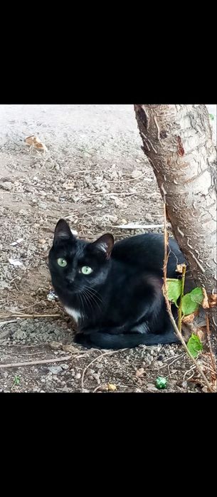 Отдаётся черная кошечка