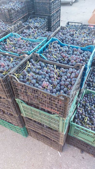 продавам десертно грозде за ракия.