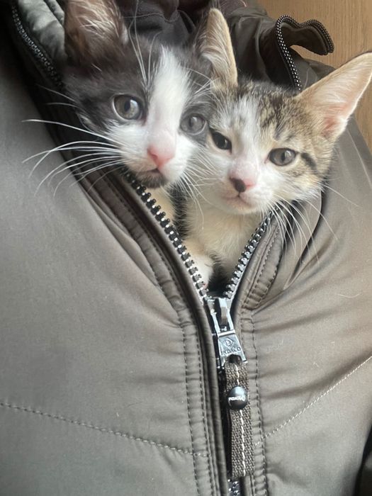 Котята бесплатно