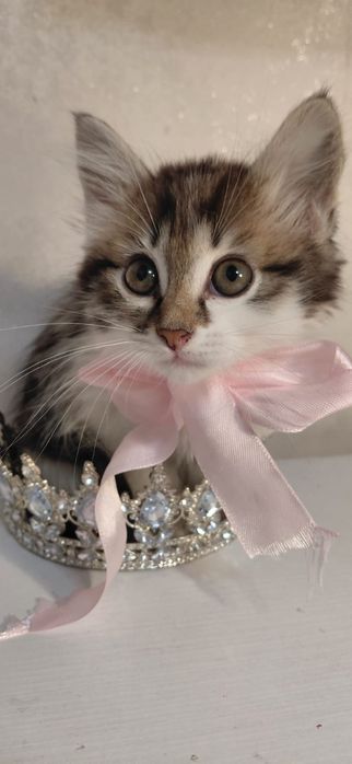 Отдам котёнка в добрые руки