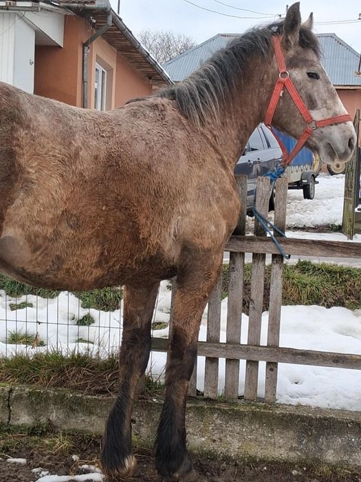 Vand manz de 2 ani harmasar