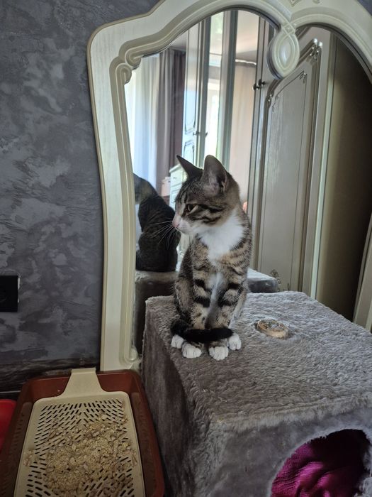 Срочно отдам котёнка!