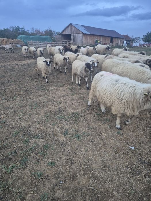 Oi turcane de vânzare
