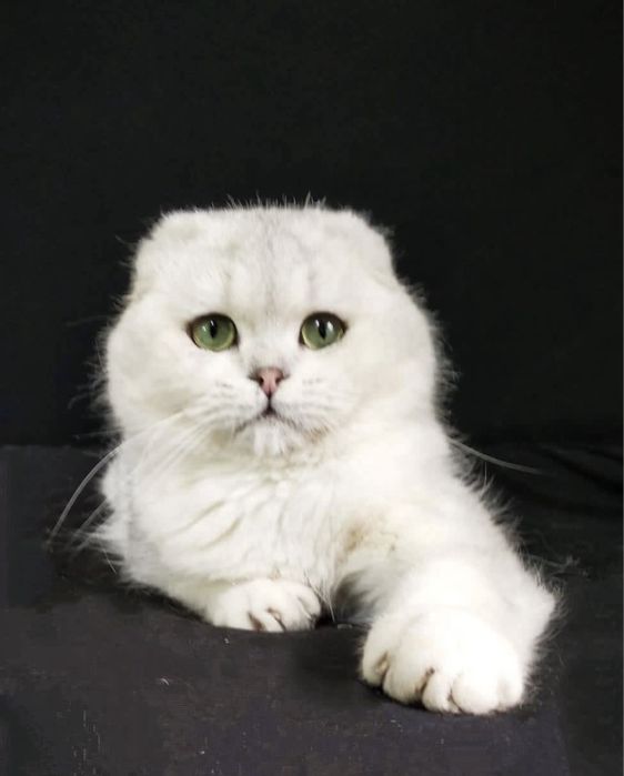 Вязка !!!SOTILMIDI Супер красавчик шотландский вислоухий KoTNs11331