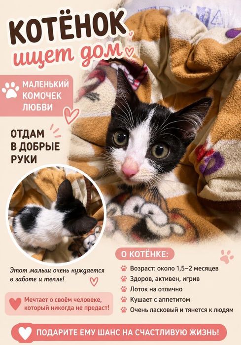 Отдадим котенка в добрые руки!