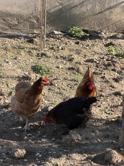 Gaini taranesti primul an
