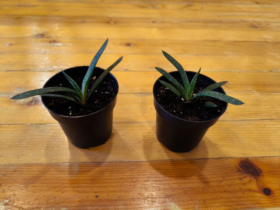 Дърво на живота и гастерия