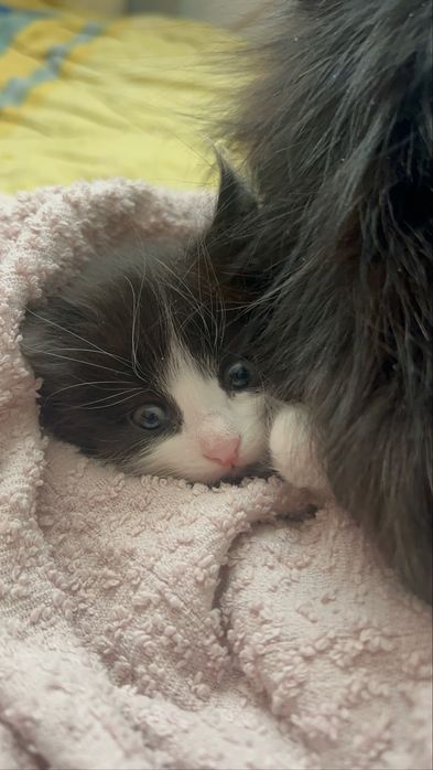 Дарю котят приученные к лотку