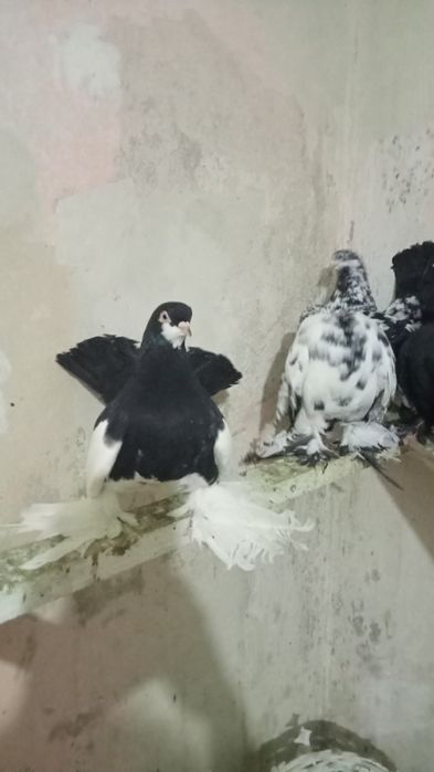 Статные голуби, продам