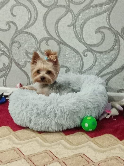 Вязка мини Йоркширский терьер