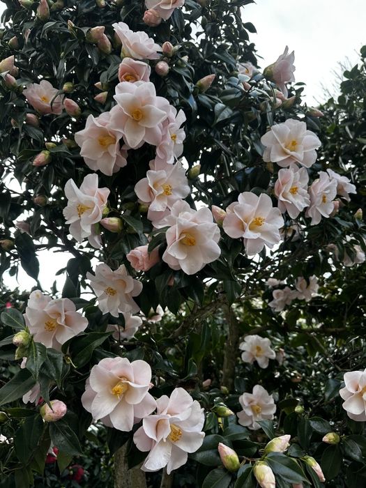 Plante ornamentale la preț de producător, tuia, leylandii, euonymus