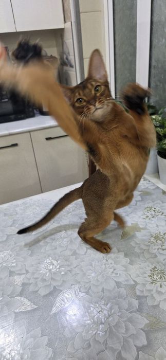 Продам:  Абиссинский кошка