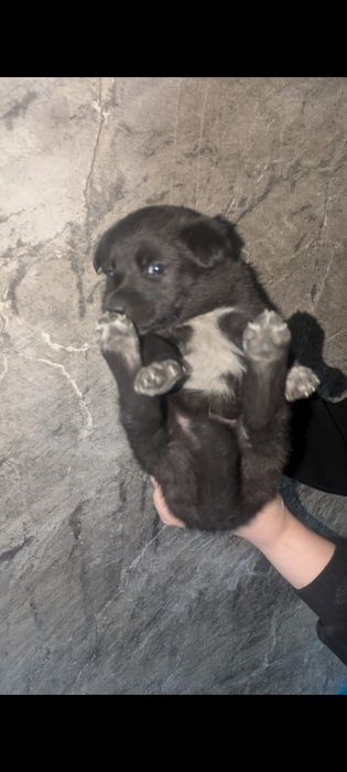 Щенки   бесплатно