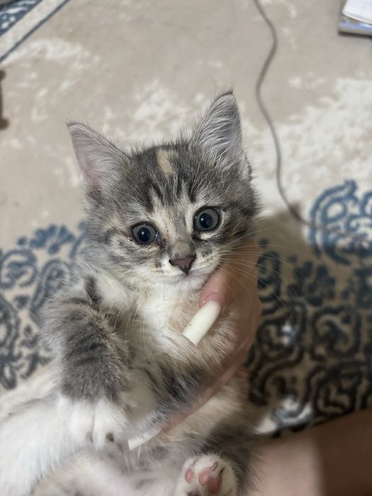 Котенок в добрые руки