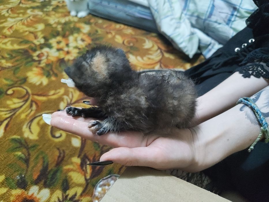 Отдам котят даром