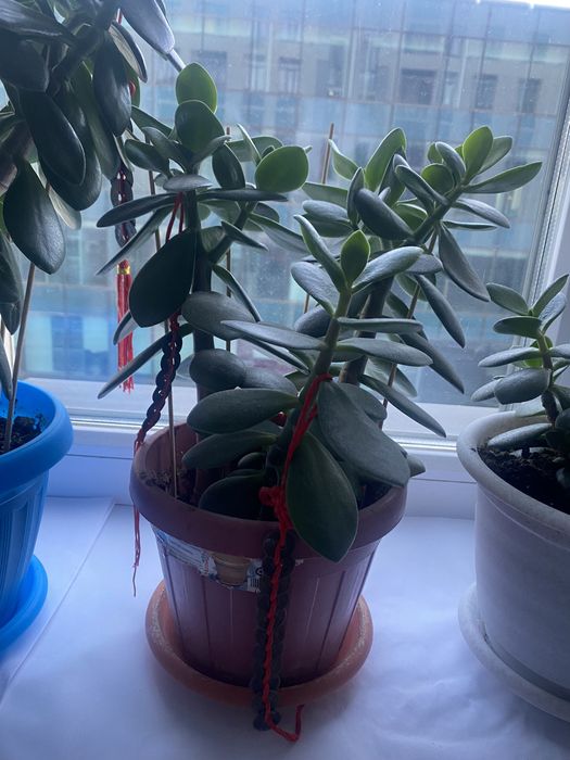 Комнатные цветы