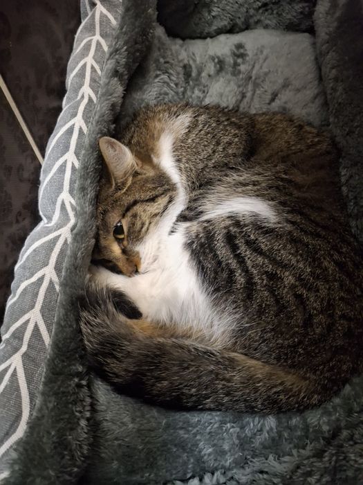 Кошечка ищет дом