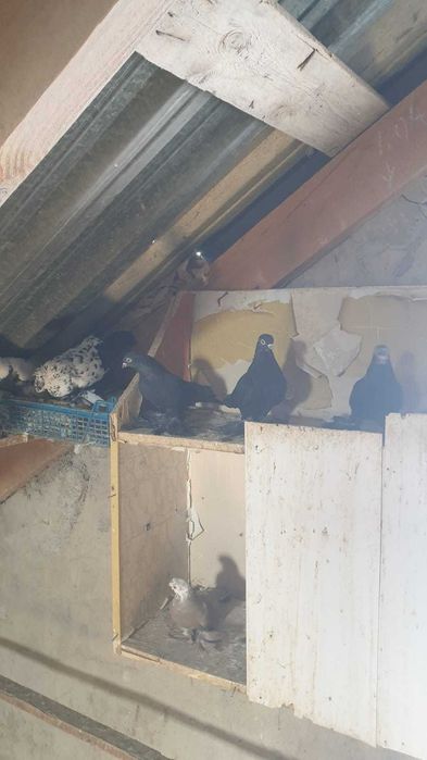 Продам голубей. Цена от 5 тыс и выше