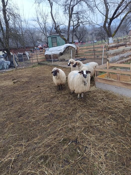 Oi frumoase de vânzare