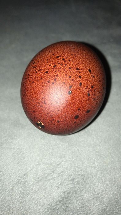 Vand oua incubat rasa Marans