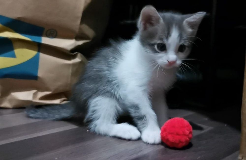 Отдам котят даром