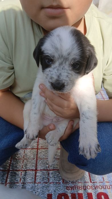 Гайир соглом кучук болалари
