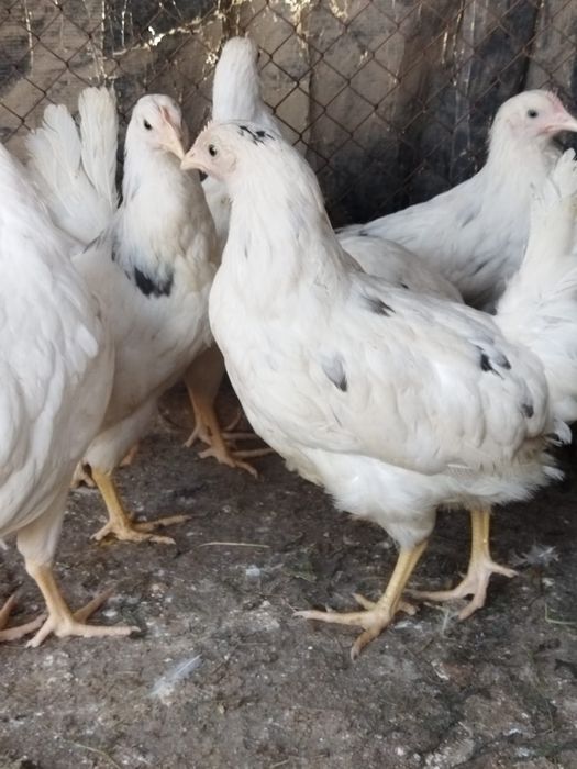 Продам куры домашние