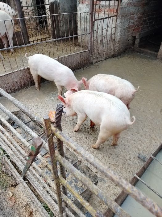 Продавам малки прасенца   . 1. Женско и едно мъж по 100 евро.