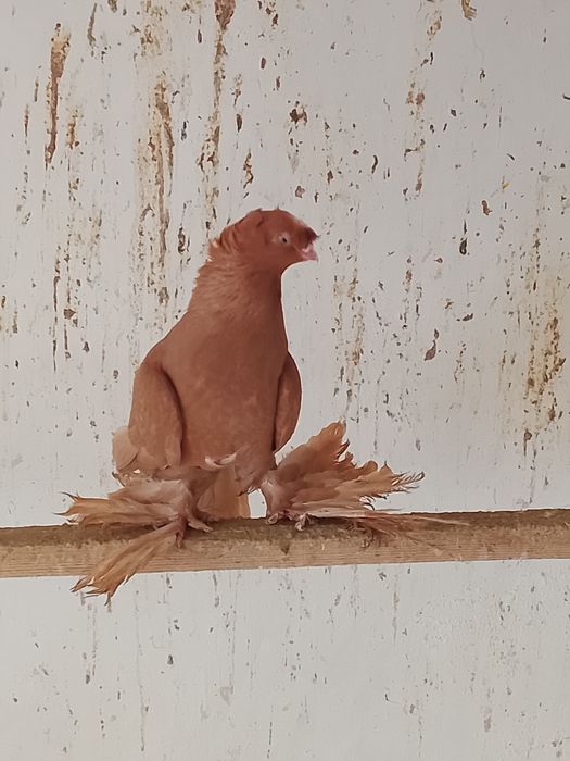 Голуби разных мастей