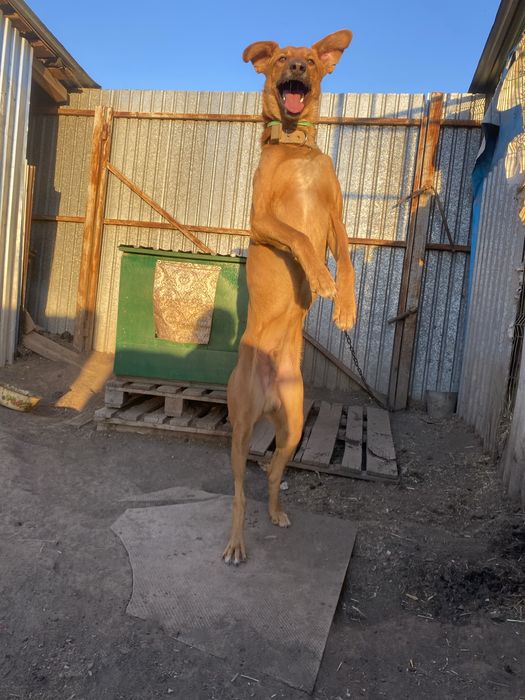 Кабель, собака, пес в добрые руки