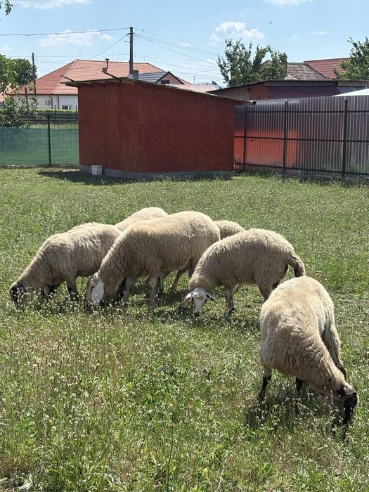 Oii,miei si berbec