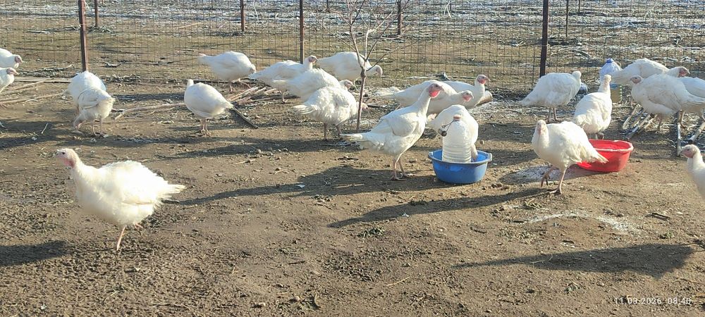 Курк куркалар сотилади.