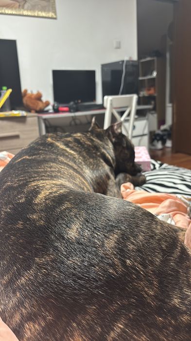 Donez Câine metis Cane Corso