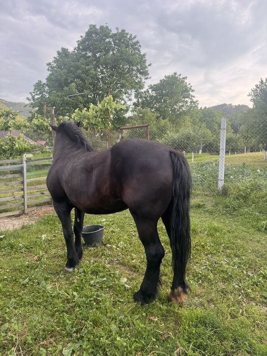 Vand iapa in varsta de 6 ani