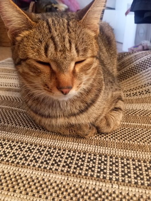 Котик сладкий пупсик