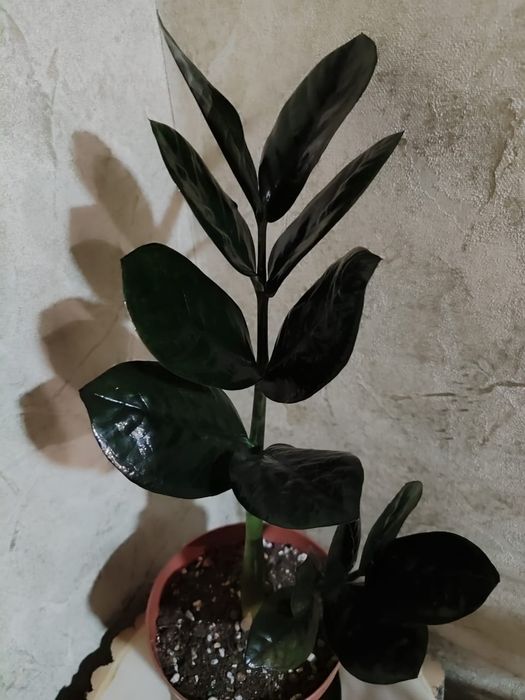 Замиокулькас Равен