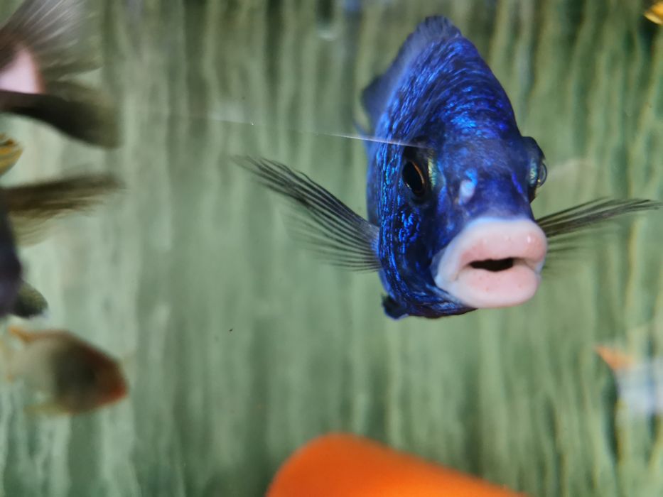 Ciclide africane (haps)