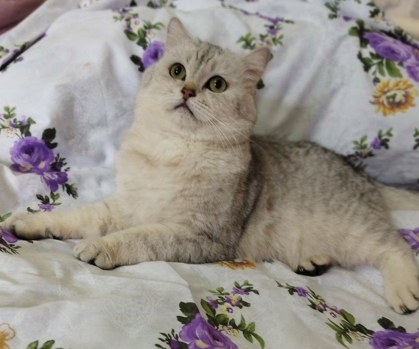 Вязка красивого кота!