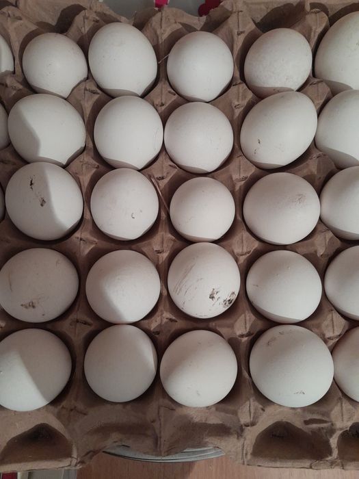 Продам домашний  яица
