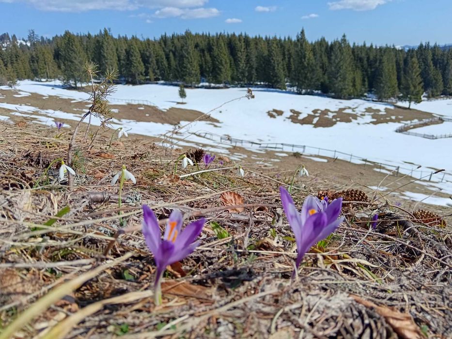 Inchiriez cabana de buștean la munte
