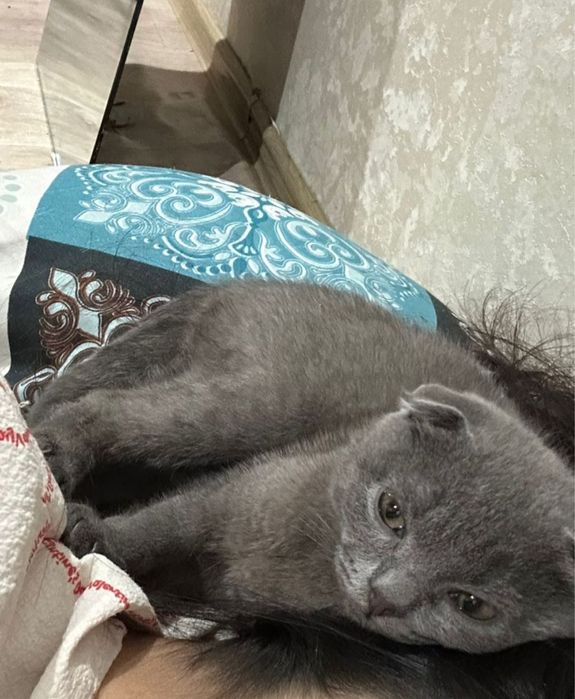 Коша Высалухи маленки продается