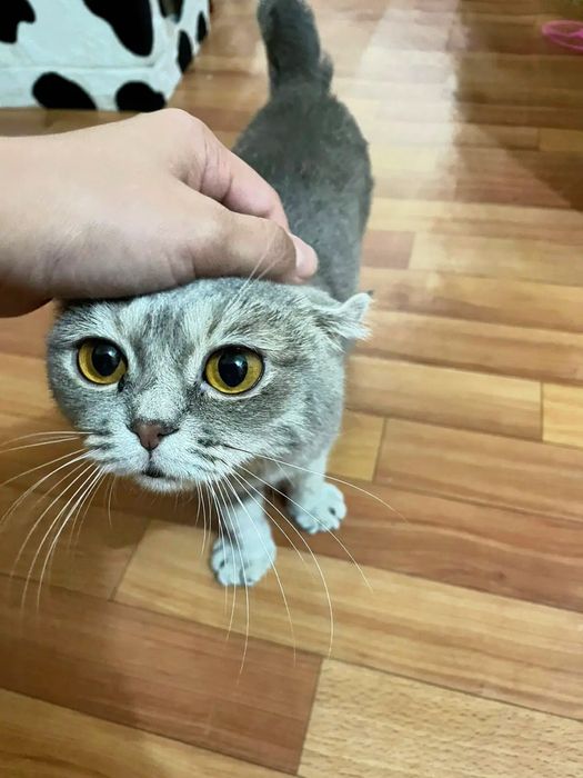 Отдам в добрые руки!