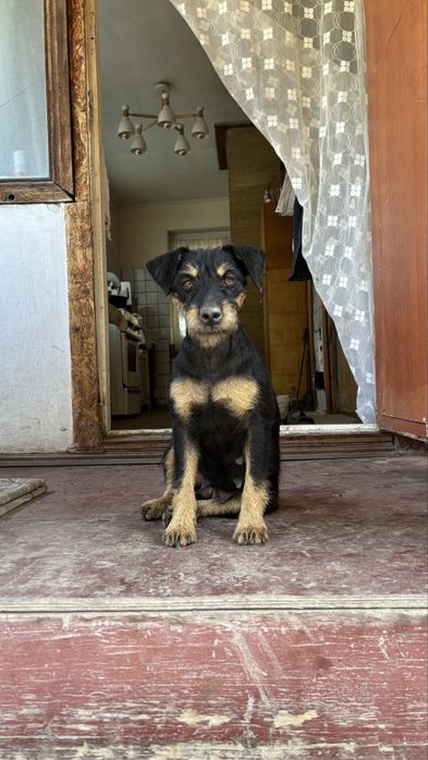 Потерялась собака в районе Иссыка!