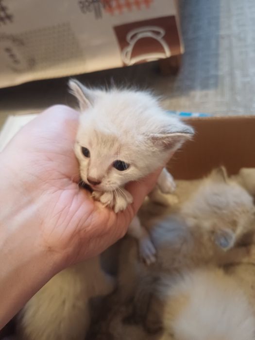 Продам сиямских котят