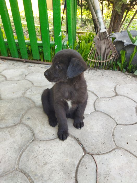 Щенок мальчик отдам в хорошие руки